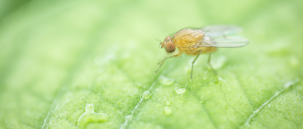 <h1>ショウジョウバエの生殖休眠(卵巣休眠)に関する機能解析</h1>