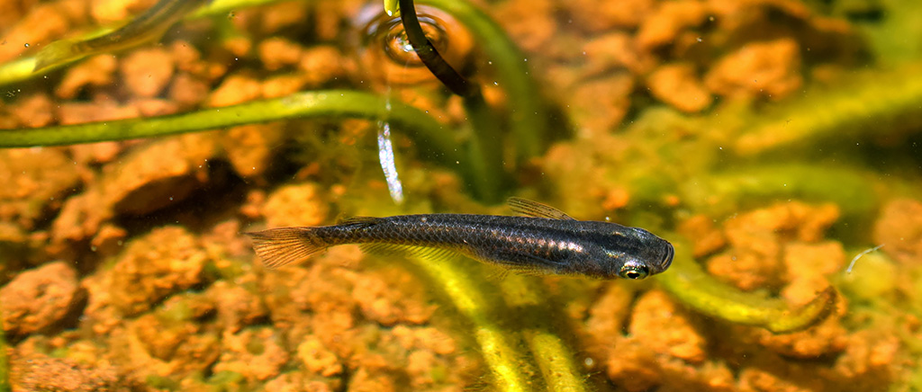 <h1>大崎市内における絶滅危惧淡水魚の分布調査と環境教育教材の開発</h1>