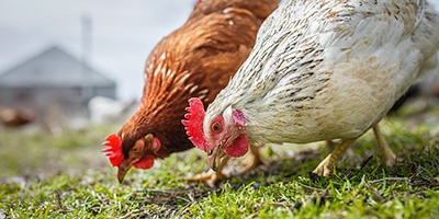 アニマルウェルフェアに配慮した採卵鶏の行動様式に関する研究