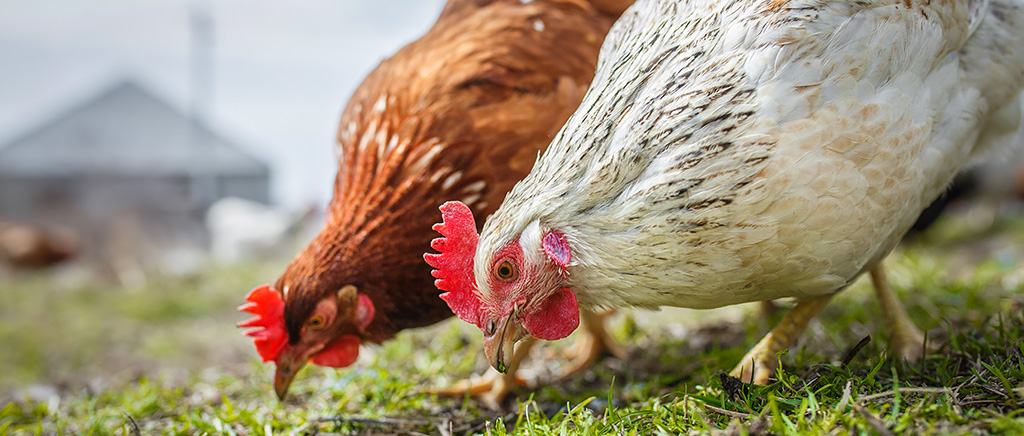 <h1>アニマルウェルフェアに配慮した採卵鶏の行動様式に関する研究</h1>
