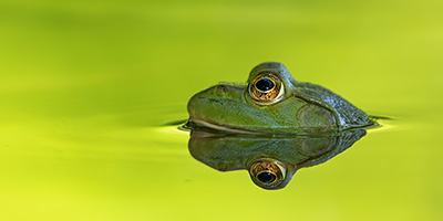 都市公園におけるヒキガエルの生態研究 ―身近な生物を題材とした探究活動と地域連携の実践―