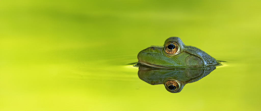 <h1>都市公園におけるヒキガエルの生態研究 ―身近な生物を題材とした探究活動と地域連携の実践―</h1>