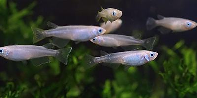 昆虫飼料がもたらす淡水魚類の成長・生理・生態および腸内細菌叢への影響