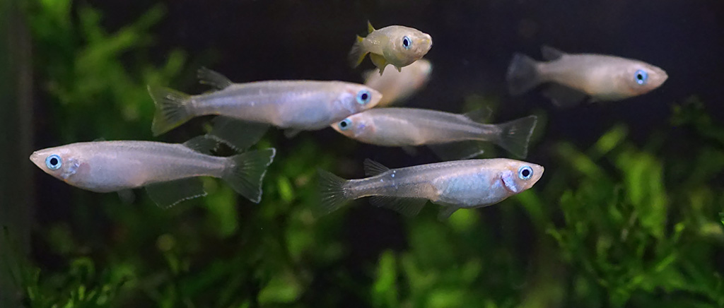 <h1>昆虫飼料がもたらす淡水魚類の成長・生理・生態および腸内細菌叢への影響</h1>